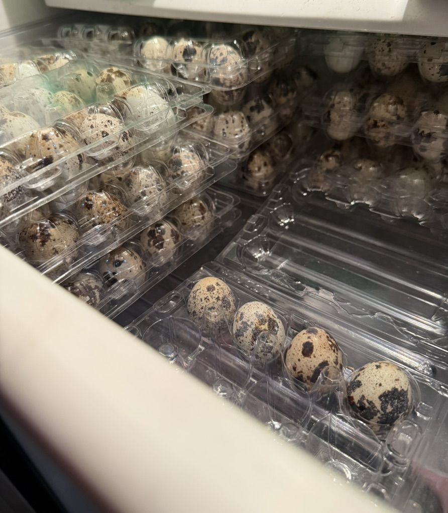 Quail Eggs