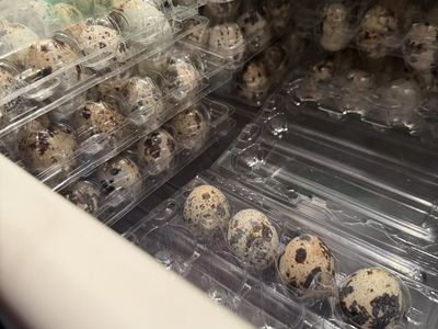 Quail Eggs
