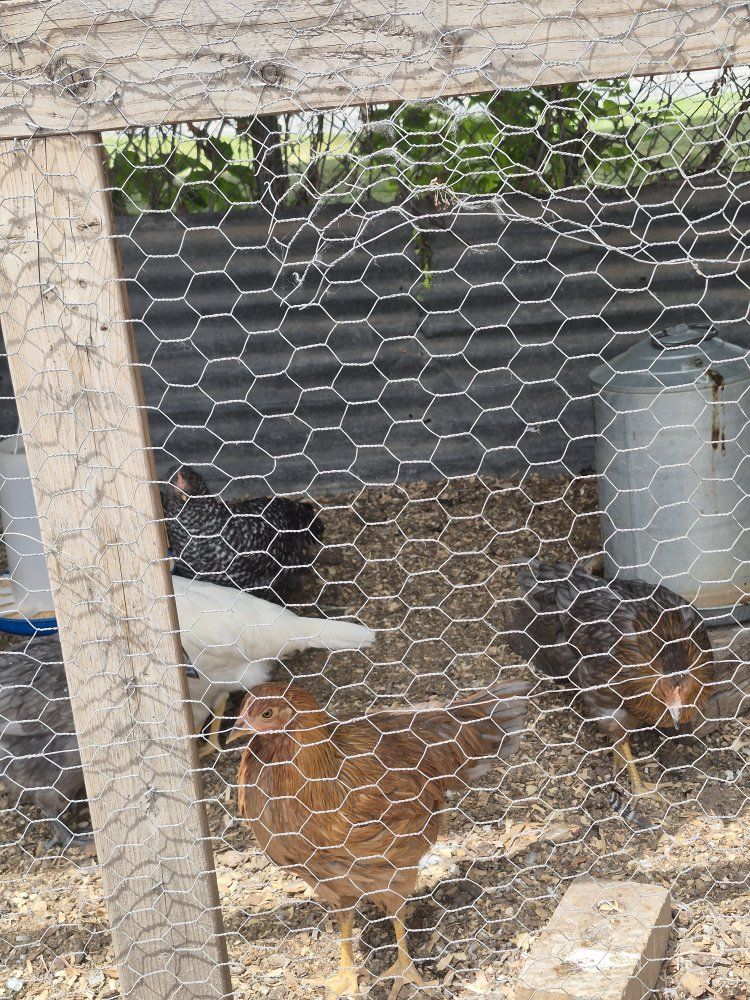 12 week old Pullets