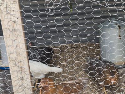 12 week old Pullets