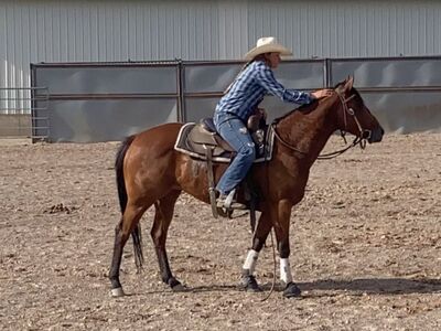 6 year old race bred mare