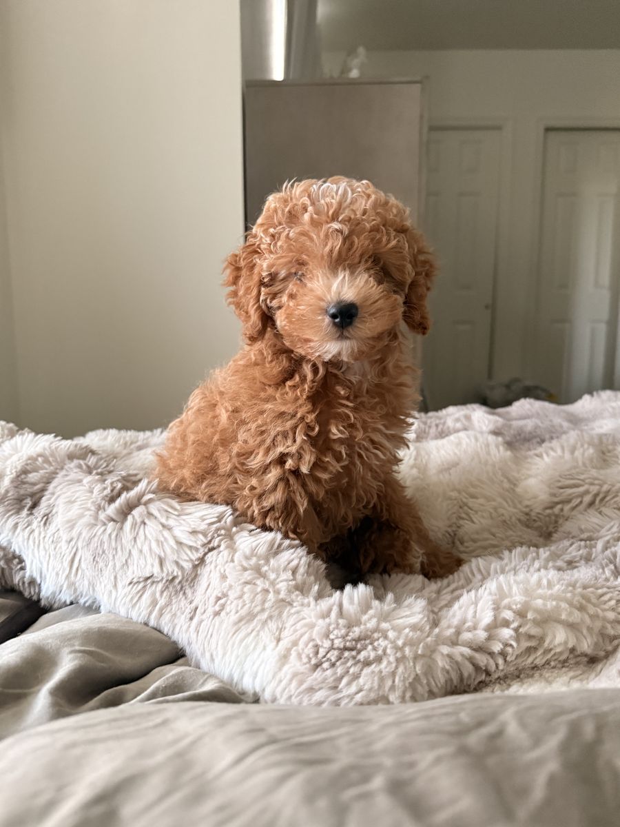 Toy Aussie/Golden doodle puppy