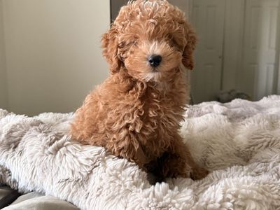 Toy Aussie/Golden doodle puppy