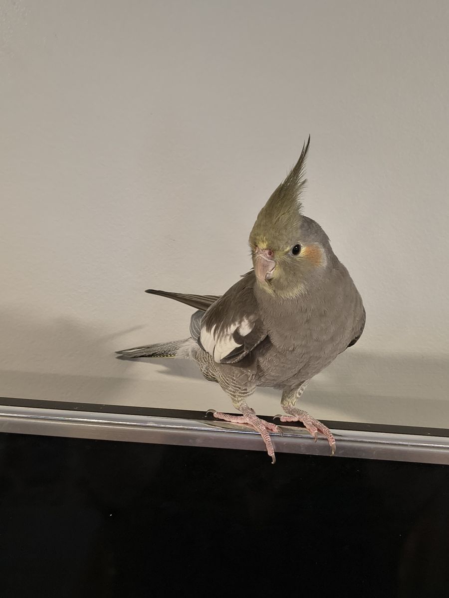 Baby Cockatiel 5 Moths old, Male