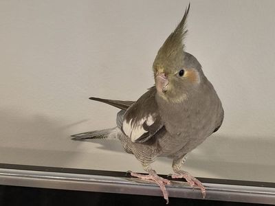 Baby Cockatiel 5 Moths old, Male