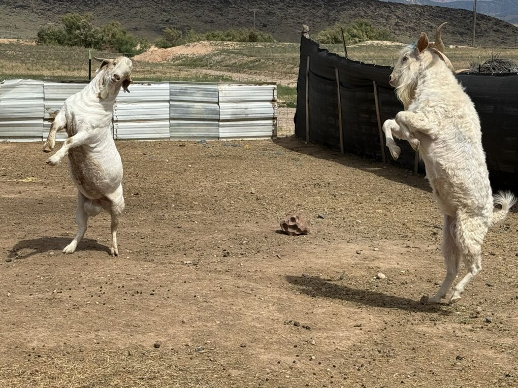 ((( Buying ))) Goats & Sheep