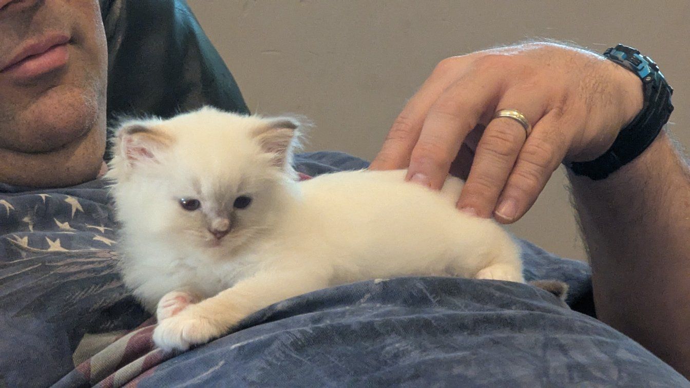 TICA Ragdoll Kittens