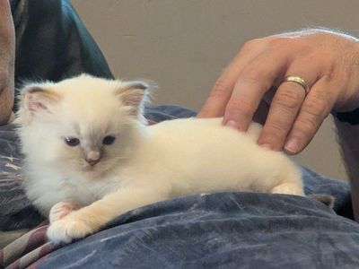 TICA Ragdoll Kittens