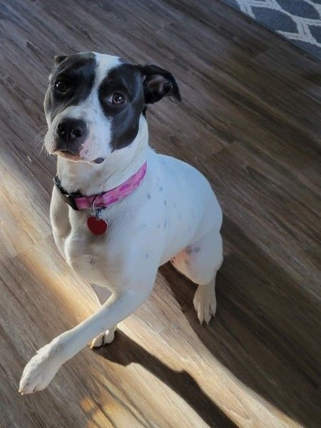 LAB BOXER MIX