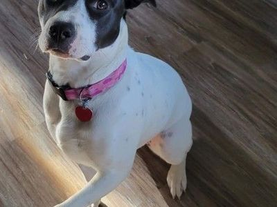LAB BOXER MIX
