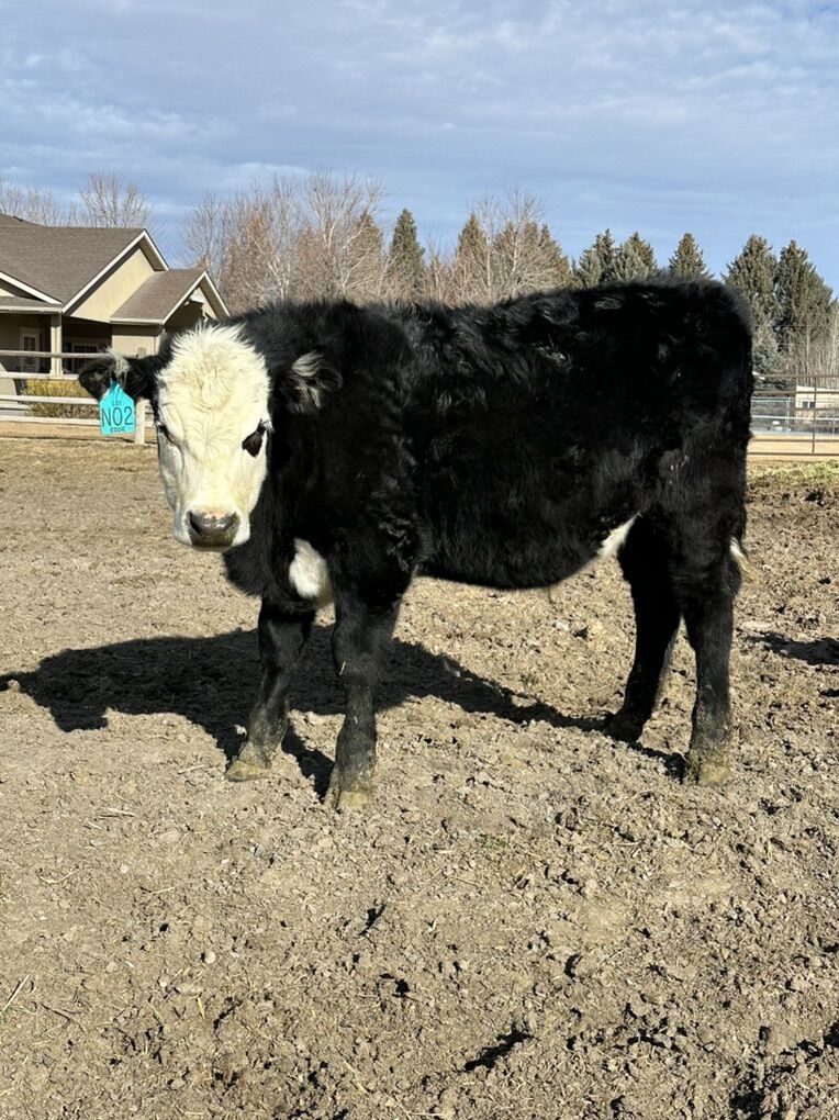 Steer For Sale - $2500