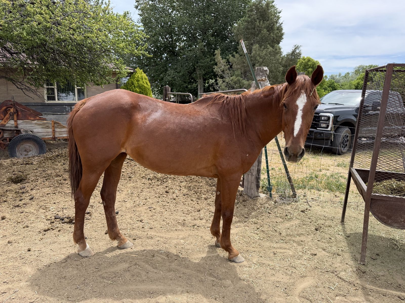 Awesome mountain/trail sorrel mare