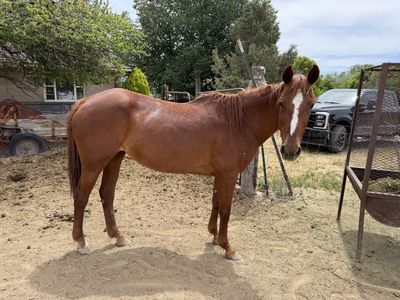Awesome mountain/trail sorrel mare