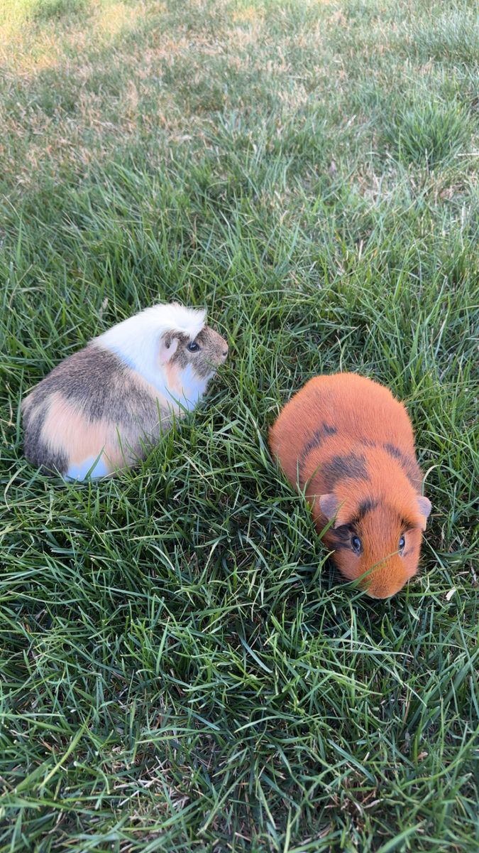 2 Male Guinea Pigs (sold together)