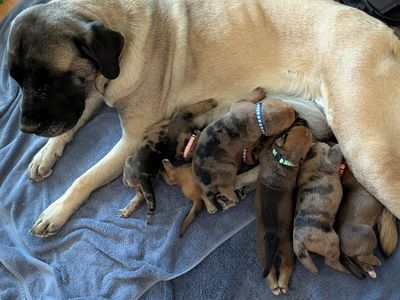 Mastahoula Puppies