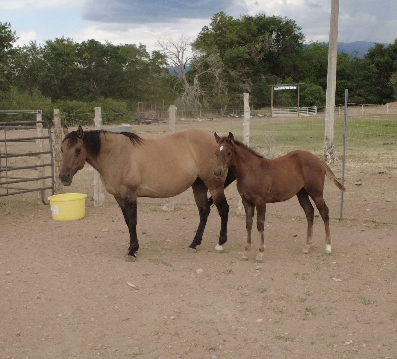 2026 AQHA Filly
