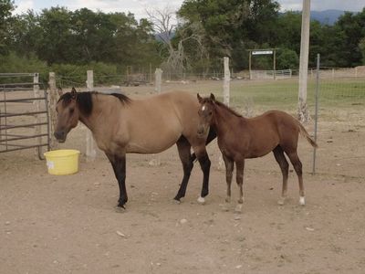 2026 AQHA Filly