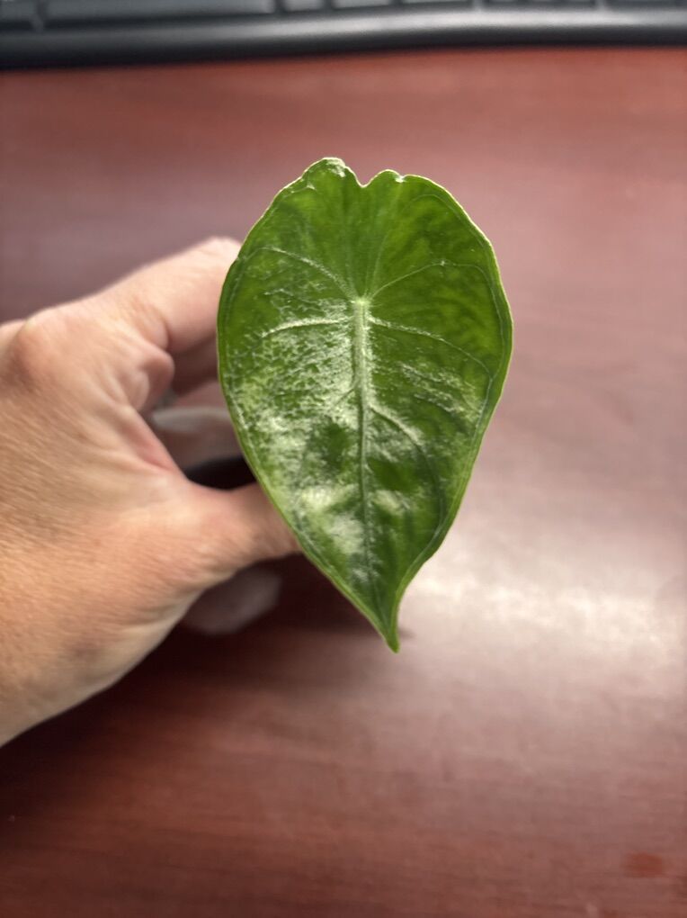 Alocasia Ebony Starter Plant Pup