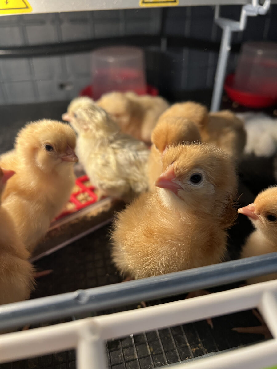 Baby Chicks Rhode Island Red
