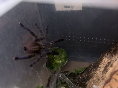 Poecilotheria metallica Female (UC)