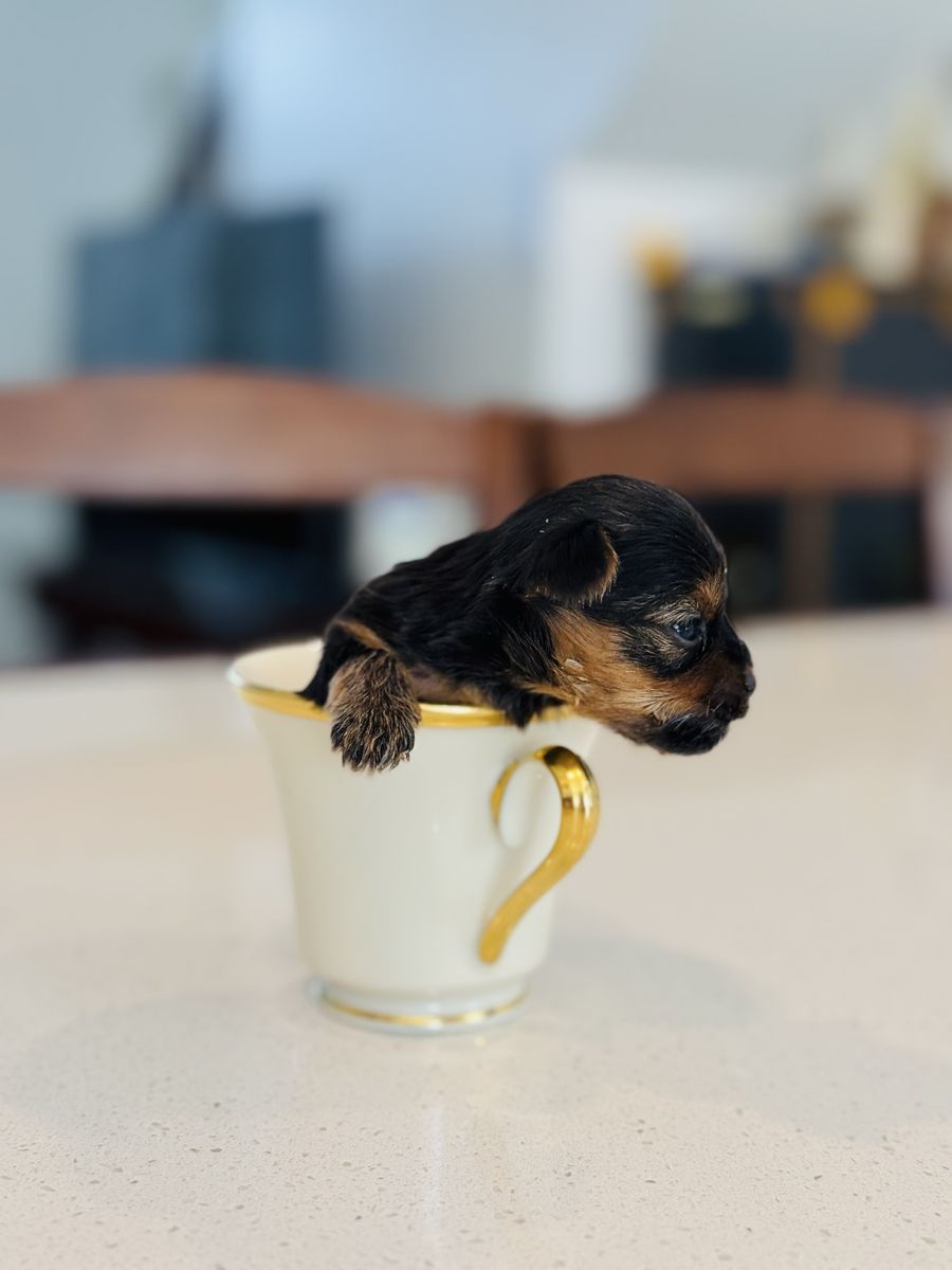 AKC Yorkie puppies for sale