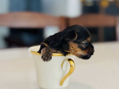 AKC Yorkie puppies for sale