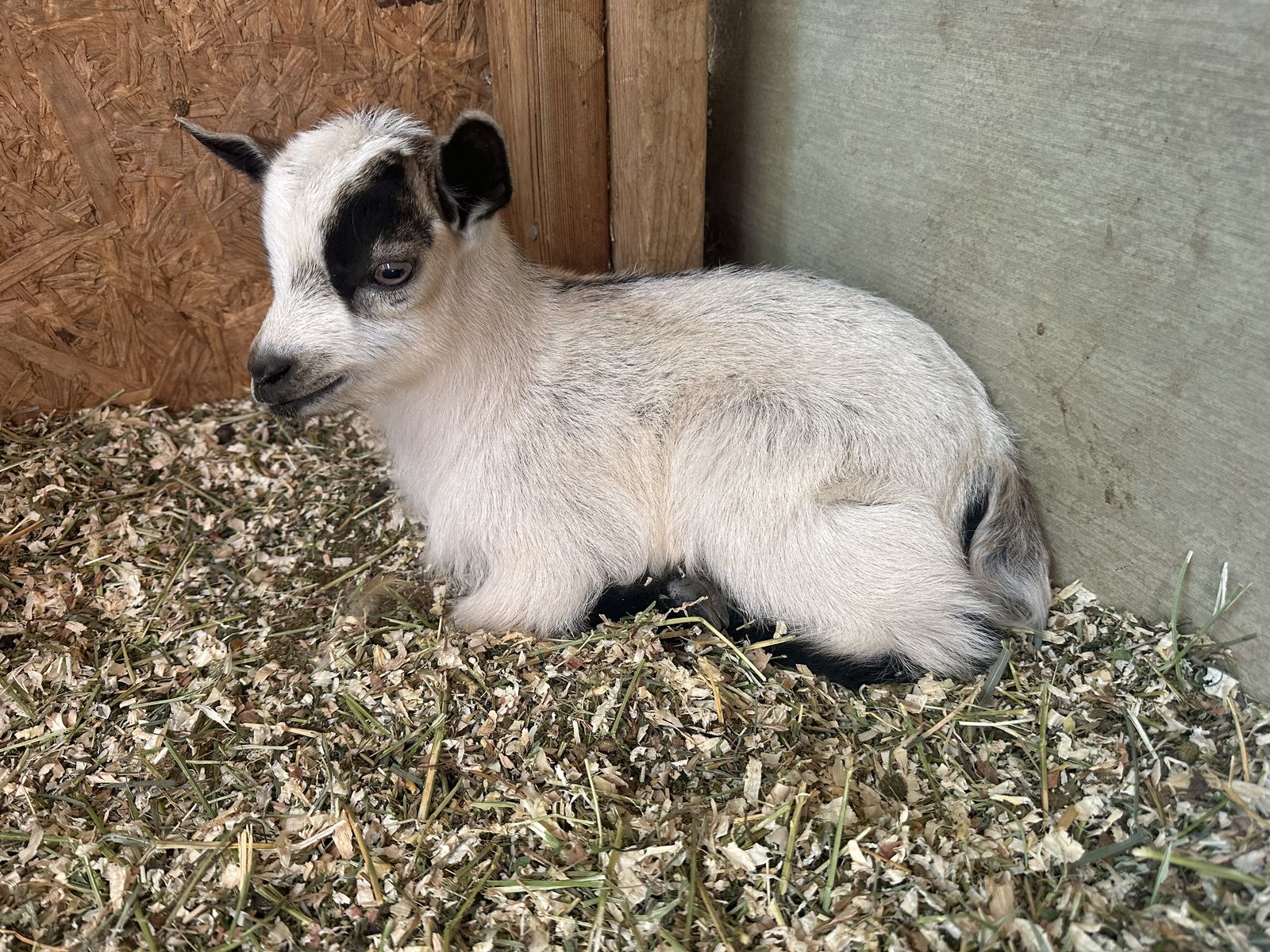 Nigerian Dwarf Doeling