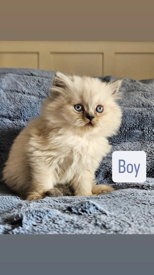 Persian kittens for sale
