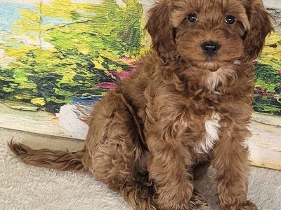 Girl Noli – Micro Mini Goldendoodle $2200