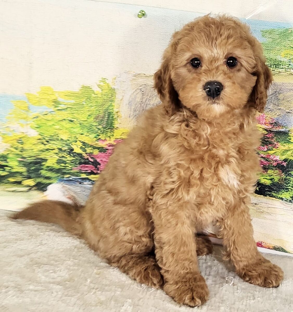 Micro Goldendoodle - Boy Austin $1800