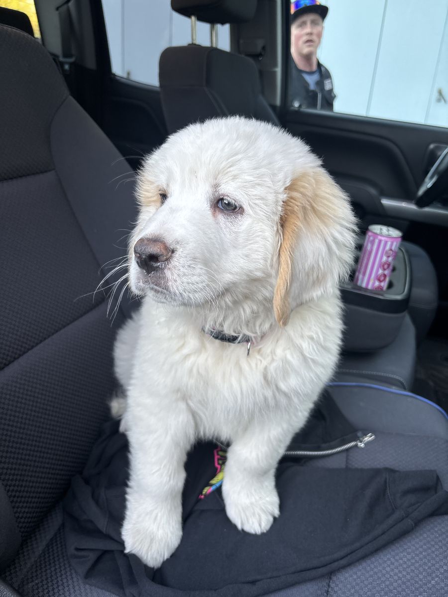 Newfoundland/Bernese Mountain/Great Pyrenees Mix