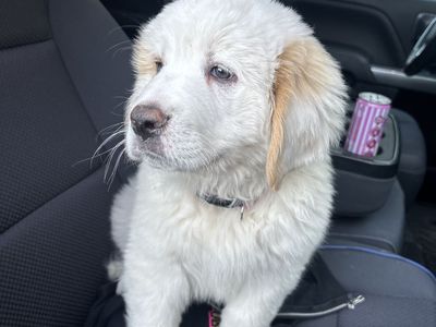 Newfoundland/Bernese Mountain/Great Pyrenees Mix