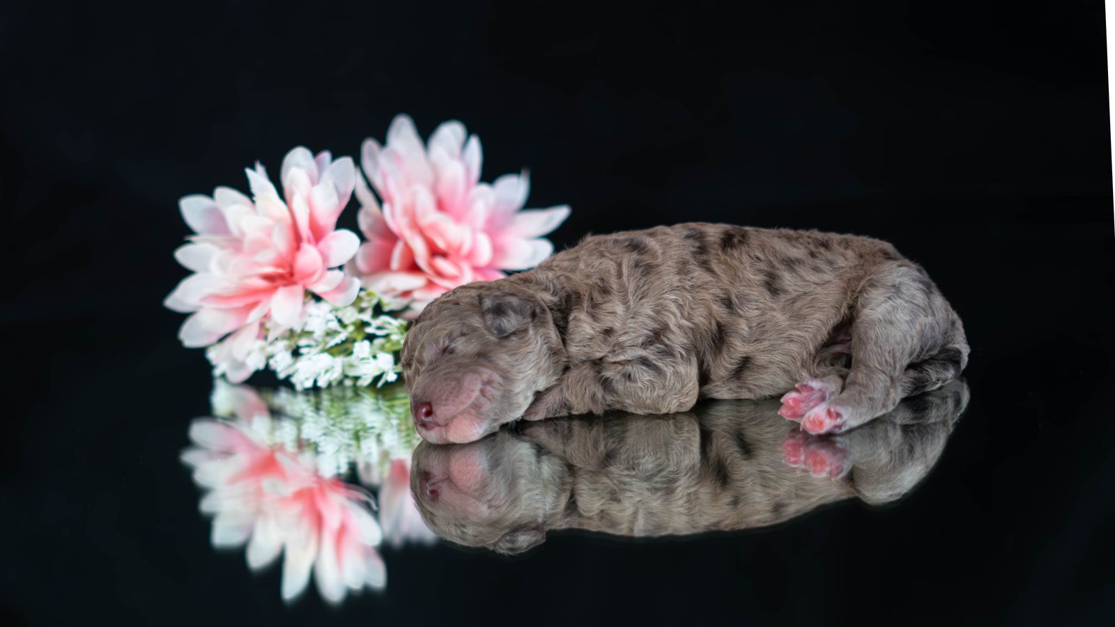 HEALTH TESTED STANDARD POODLES