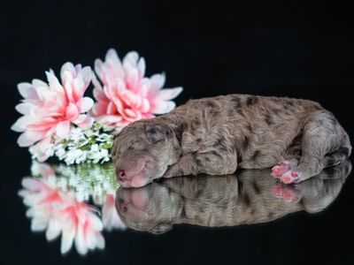 HEALTH TESTED STANDARD POODLES