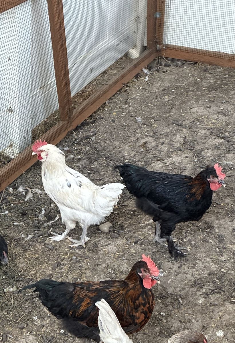 FREE Black Copper Maran x Olive Egger Roosters