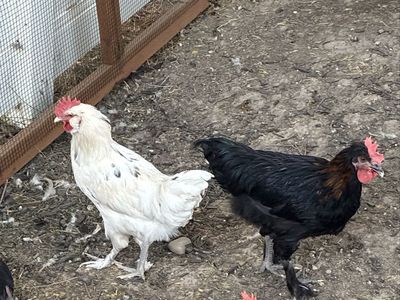 FREE Black Copper Maran x Olive Egger Roosters