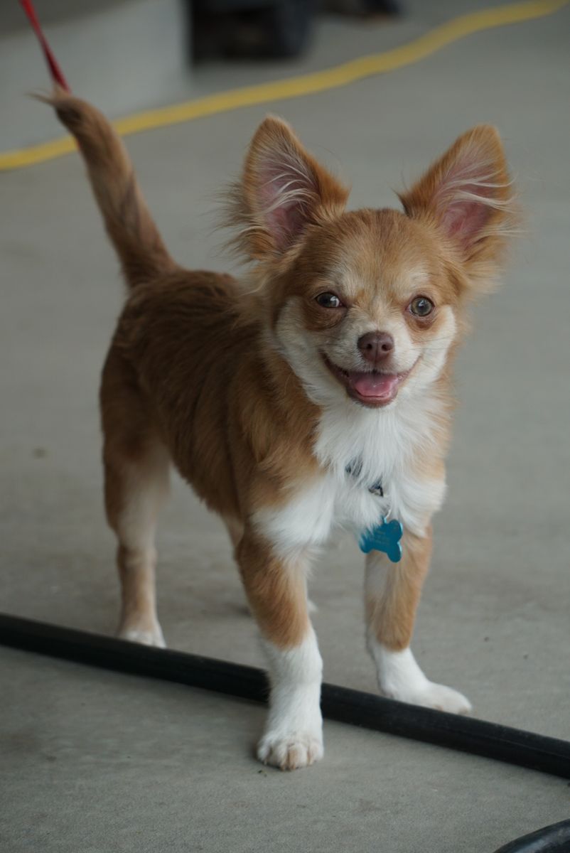 6 Month Male Chihuahua Puppy