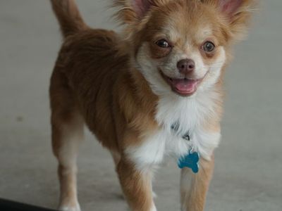 6 Month Male Chihuahua Puppy