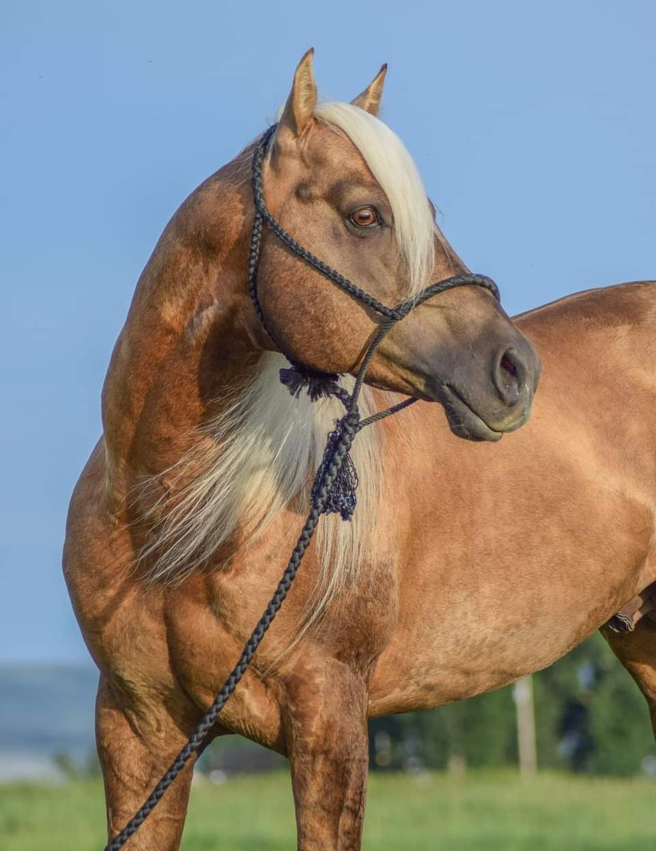 AQHA proven producer stallion