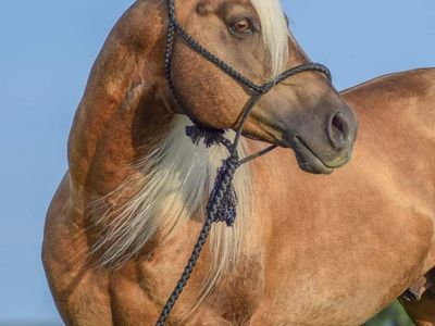AQHA proven producer stallion