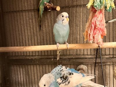 Parakeets