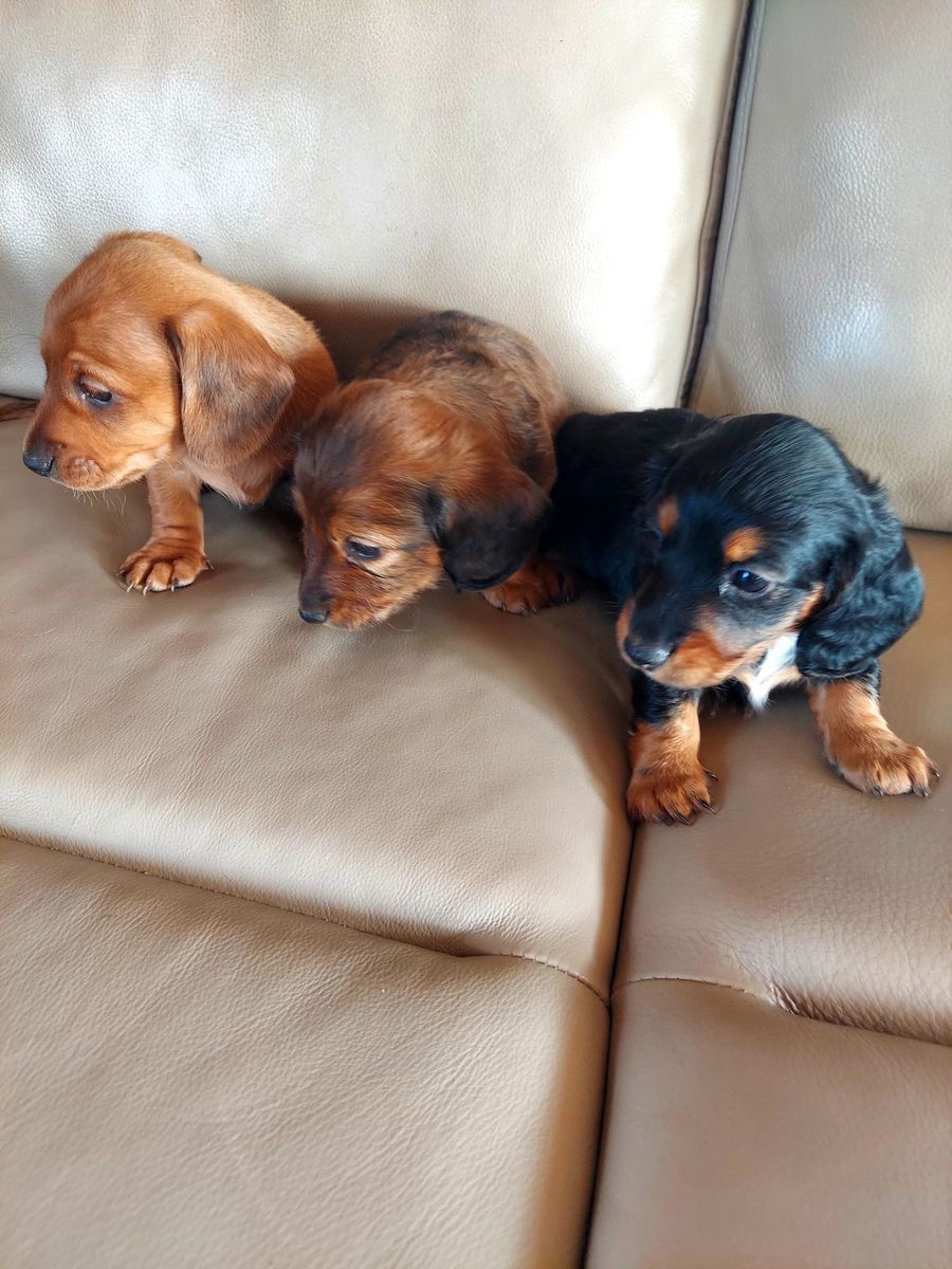 Cute miniature Dachshund puppies