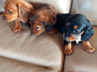 Cute miniature Dachshund puppies