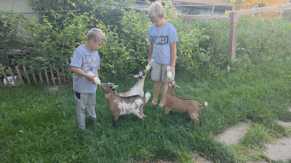 nigerian bucks tri colored bottle fed