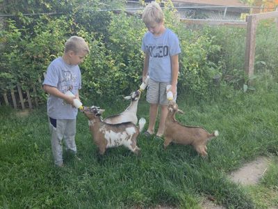 nigerian bucks tri colored bottle fed