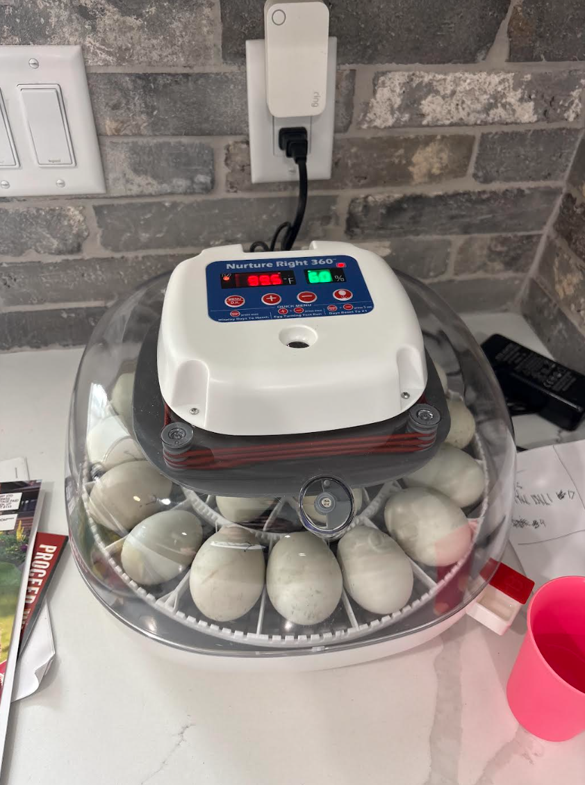 Baby Welsh Harlequin Ducklings or Fertile Eggs