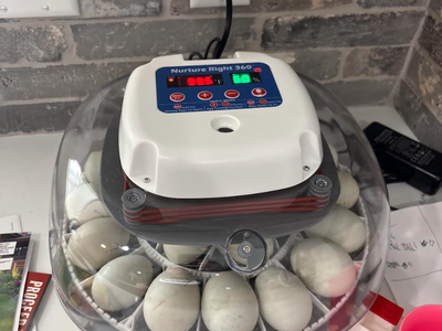 Baby Welsh Harlequin Ducklings or Fertile Eggs