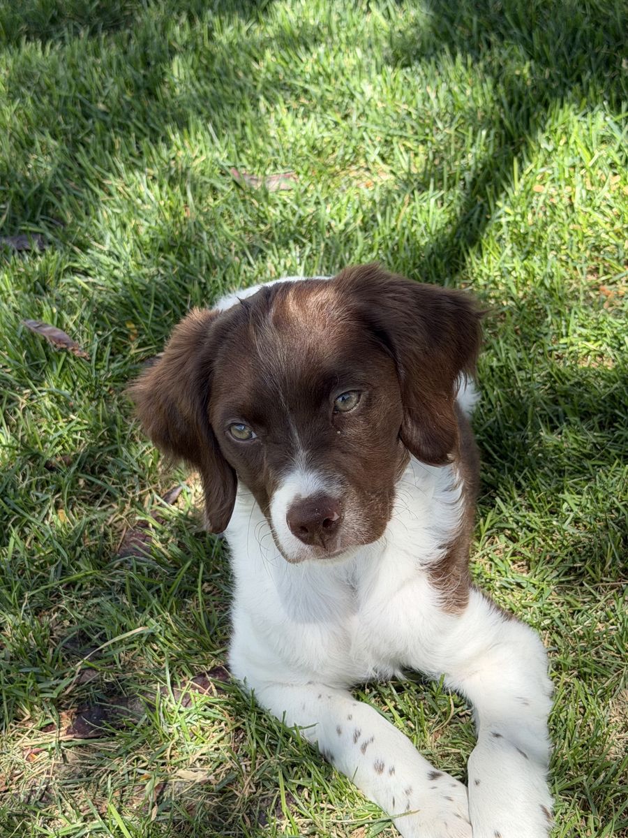 Brittany Puppy