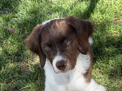Brittany Puppy