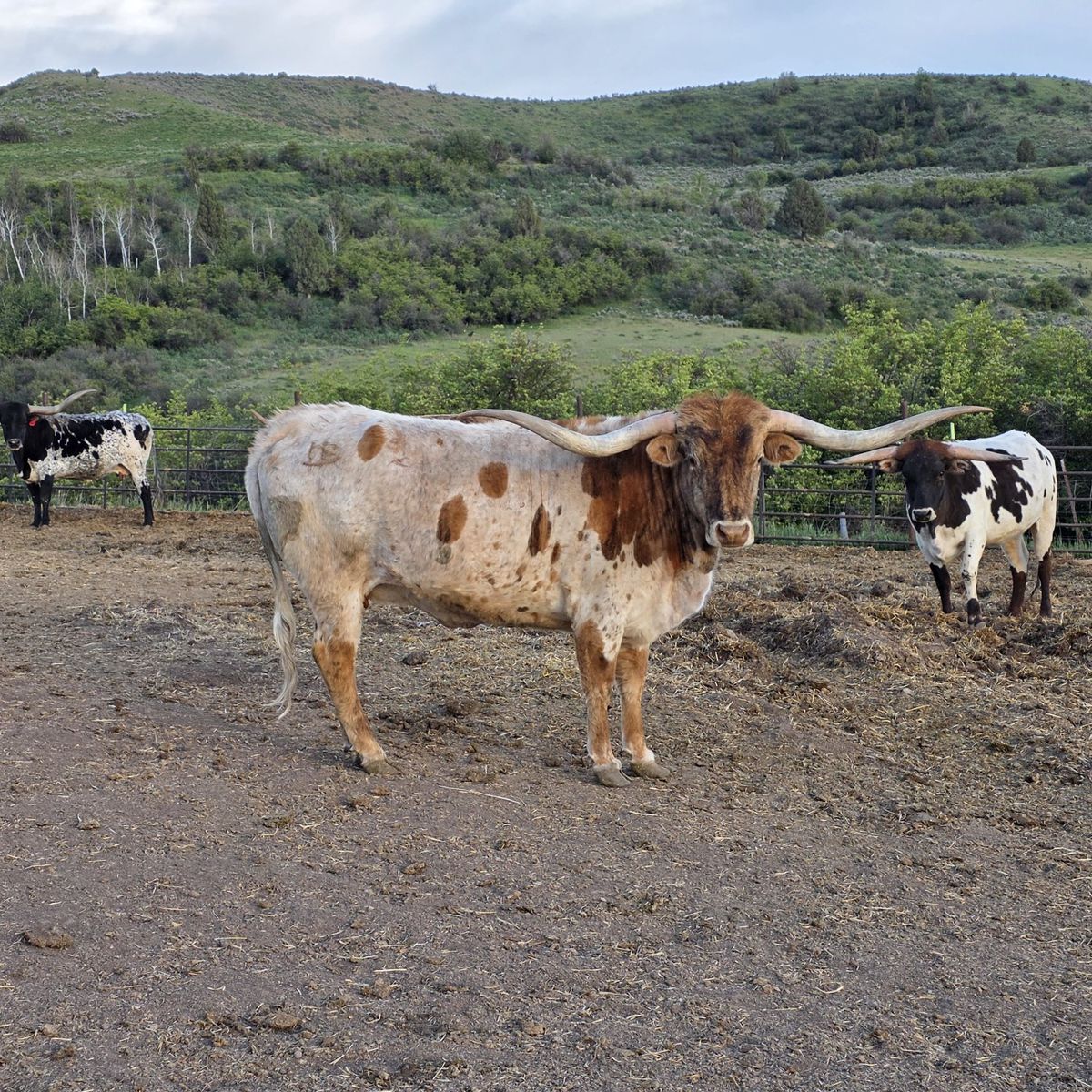 Registered Longhorns